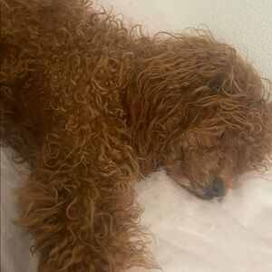 Super soft Red toypuppy Bed